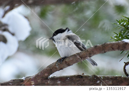 雪の中のハシブトガラ 雪の中のハシブトガラ 135311917