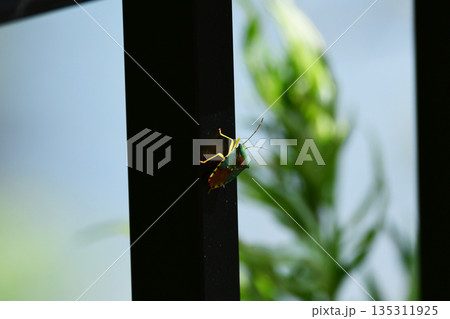 黒いフェンスに止まるセアカツノカメムシ 135311925