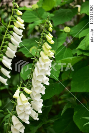 夏の庭のジギタリス 135311926