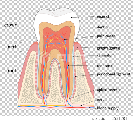 Cross-sectional illustration of a molar Cross-sectional illustration of a molar 135312013