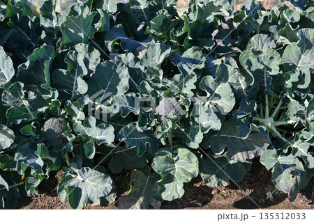 ブロッコリー 家庭菜園 野菜 ブロッコリー 家庭菜園 野菜 135312033