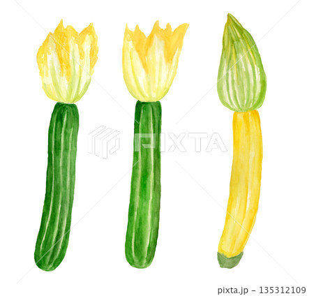 花ズッキーニの手描き水彩イラスト 135312109