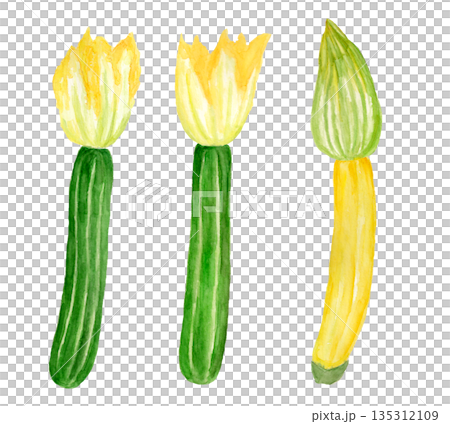 Hand-drawn watercolor illustration of zucchini flowers 135312109