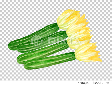 Hand-drawn watercolor illustration of harvested zucchini flowers 135312226