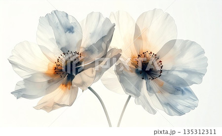 淡いブルーとオレンジが溶け合う幻想的なアネモネの花：ウェディングや記念日に最適な繊細な水彩アート 135312311
