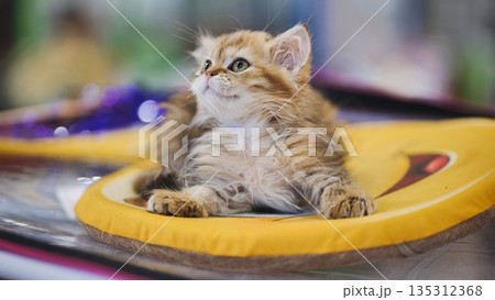 Adorable golden british longhair kitten lying on a yellow cushion looking up Adorable golden british longhair kitten lying on a yellow cushion looking up 135312368