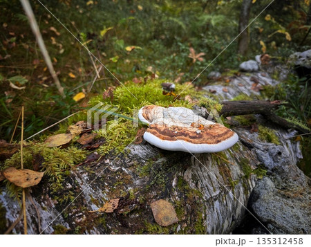 shelf fungus growing on tree trunk in the forest shelf fungus growing on tree trunk in the forest 135312458