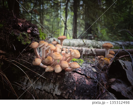 honey mushroom growing on tree in autumn honey mushroom growing on tree in autumn 135312498