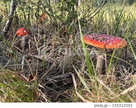 Amanita muscaria non edible mushrooms. Amanita muscaria non edible mushrooms. 135312501