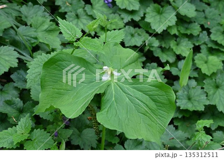 信州上高地で見た大きな三枚の葉の中心で咲く小さな白色の花が可愛いシロバナエンレイソウ 135312511