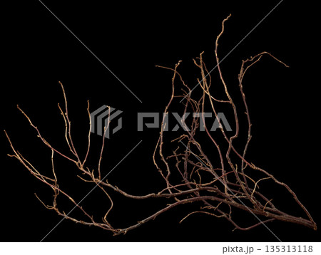 The intricately entwined withered branch of a bush on a black background. The intricately entwined withered branch of a bush on a black background. 135313118