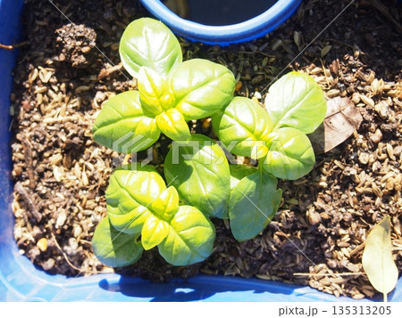 プランターに蒔いたバジルの出芽 135313205