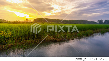 Rice field rural panorama with colorful of sky in twilight 135313479