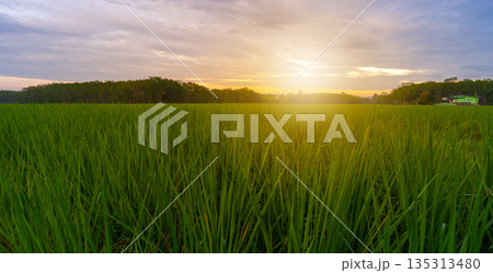 Rice field with sunrise or sunset in moning light 135313480