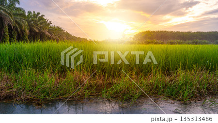 Rice field rural panorama with colorful of sky in twilight 135313486