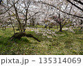 芝に桜満開 135314069