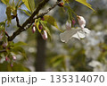 桜の花びら一輪 135314070