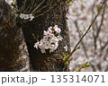 桜の幹にさくら 135314071