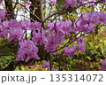 満開のツツジ 135314072