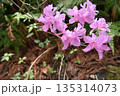 可愛く咲くツツジ 135314073