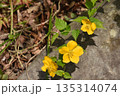 黄色い花　ヤマブキ 135314074