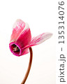 シクラメンの花 135314076