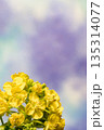 菜の花 135314077