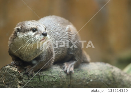 ハンターカワウソ 135314530