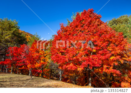 長野県上伊那郡箕輪町東箕輪 紅葉の名所もみじ湖(箕輪ダム)末広広場の鮮やかなモミジと青空 長野県上伊那郡箕輪町東箕輪 紅葉の名所もみじ湖(箕輪ダム)末広広場の鮮やかなモミジと青空 135314827