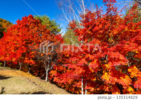 長野県上伊那郡箕輪町東箕輪　紅葉の名所もみじ湖（箕輪ダム）末広広場の鮮やかなモミジと青空 135314829