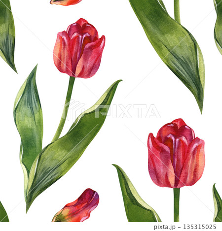 Elegant seamless watercolor pattern featuring vibrant red tulips and lush green leaves. Hand-painted botanical design with a repeat tile, perfect for spring textiles, romantic wallpaper, and floral Elegant seamless watercolor pattern featuring vibrant red tulips and lush green leaves. Hand-painted botanical design with a repeat tile, perfect for spring textiles, romantic wallpaper, and floral 135315025