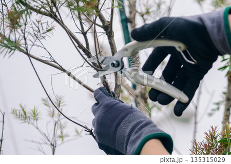 庭木の剪定を行うガーデニングの作業風景 135315029