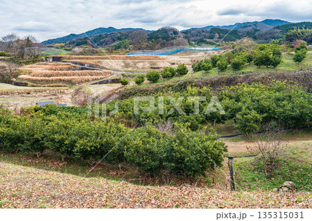 高松塚古墳近くの柑橘農園　奈良県明日香村 135315031
