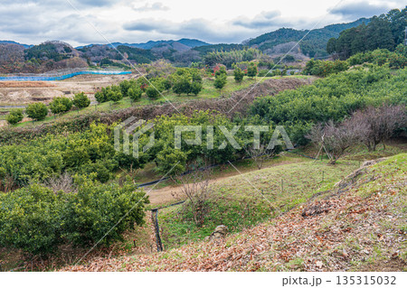 高松塚古墳近くの柑橘農園 奈良県明日香村 高松塚古墳近くの柑橘農園 奈良県明日香村 135315032