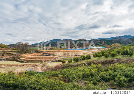 高松塚古墳近くの柑橘農園と田園風景　奈良県明日香村 135315034