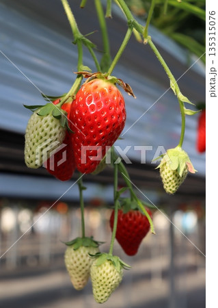 いちご狩り　いちご農園　ハウス栽培　1月　シーズン　家族　友人　ビタミン　赤色　果物　フルーツ 135315076