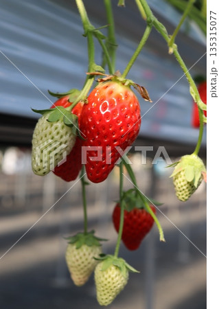 いちご狩り いちご農園 ハウス栽培 1月 シーズン 家族 友人 ビタミン 赤色 果物 フルーツ いちご狩り いちご農園 ハウス栽培 1月 シーズン 家族 友人 ビタミン 赤色 果物 フルーツ 135315077