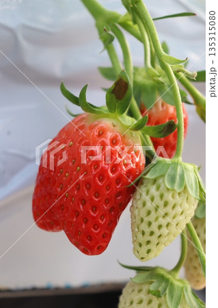 いちご狩り　いちご農園　ハウス栽培　1月　シーズン　家族　友人　ビタミン　赤色　果物　フルーツ 135315080