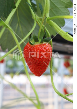 いちご狩り　いちご農園　ハウス栽培　1月　シーズン　家族　友人　ビタミン　赤色　果物　フルーツ 135315081