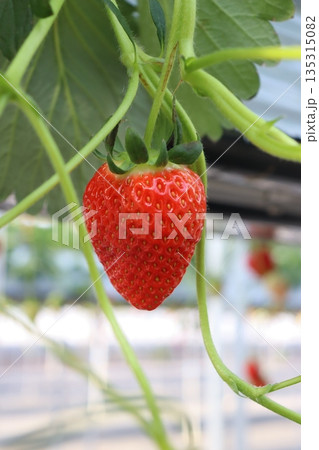 いちご狩り　いちご農園　ハウス栽培　1月　シーズン　家族　友人　ビタミン　赤色　果物　フルーツ 135315082