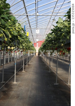 いちご狩り　いちご農園　ハウス栽培　1月　シーズン　家族　友人　ビタミン　赤色　果物　フルーツ 135315084