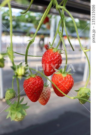 いちご狩り　いちご農園　ハウス栽培　1月　シーズン　家族　友人　ビタミン　赤色　果物　フルーツ 135315086