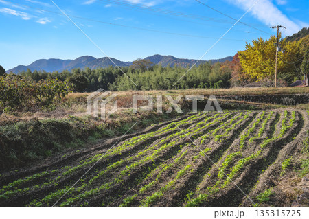 Nov 23 2025 Scenic Ohara Countryside Landscape in Rural Kyoto 135315725