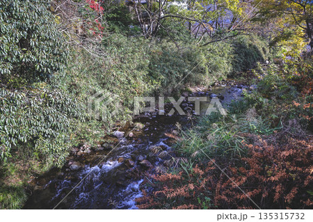Nov 23 2025 Tranquil Stream Through Lush Garden Shrubs With Rocks 135315732