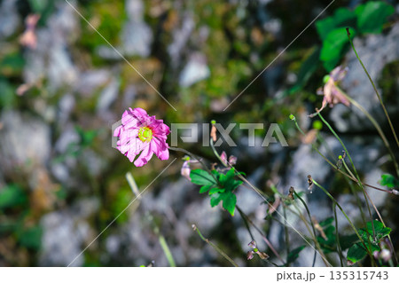 Nov 23 2025 Pink Flower On Rocky Stem In Natural Outdoor Nov 23 2025 Pink Flower On Rocky Stem In Natural Outdoor 135315743