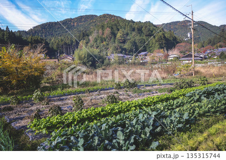 Nov 23 2025 Scenic Ohara Countryside Landscape in Rural Kyoto 135315744