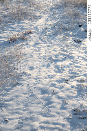 朝日を浴びる雪原と小動物の足跡【北安曇郡白馬村】 135315776
