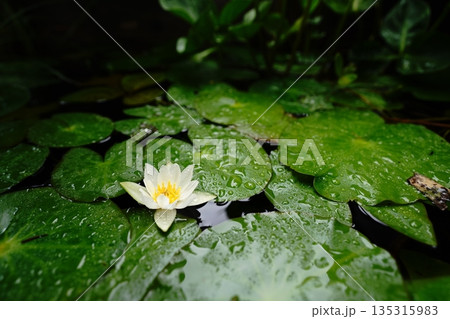 白い睡蓮の花と雨 水辺の自然風景 白い睡蓮の花と雨 水辺の自然風景 135315983