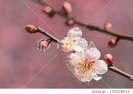 白い梅の花 白い梅の花 135316012