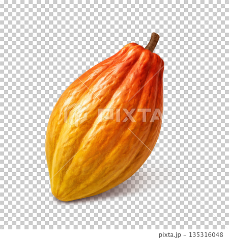 可可豆莢寫實插圖 135316048